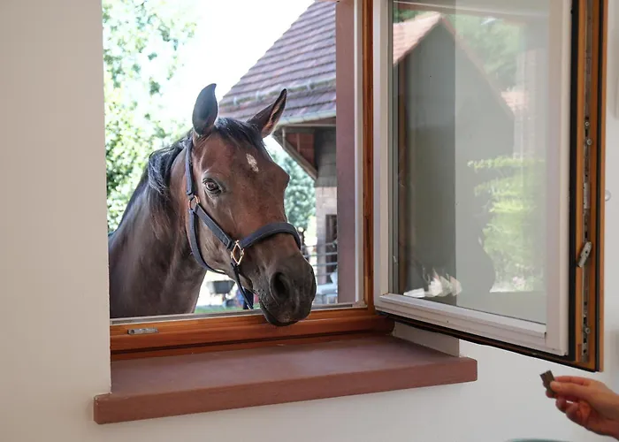 Trommglueck Appartamento